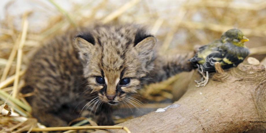 Un cachorro de güiña (Leopardus guigna) es visto dentro de una madriguera artificial en un centro de rescate en la ciudad de Concepción, Chile, 1 de febrero de 2014.