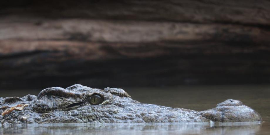 En las playas kenianas, del condado de Siaya, ya hubo varias personas muertas por el ataque de los cocodrilos.