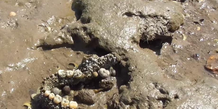 La isla está cubierta con los restos humanos de presos y enfermos de hace 200 años (YouTube)
