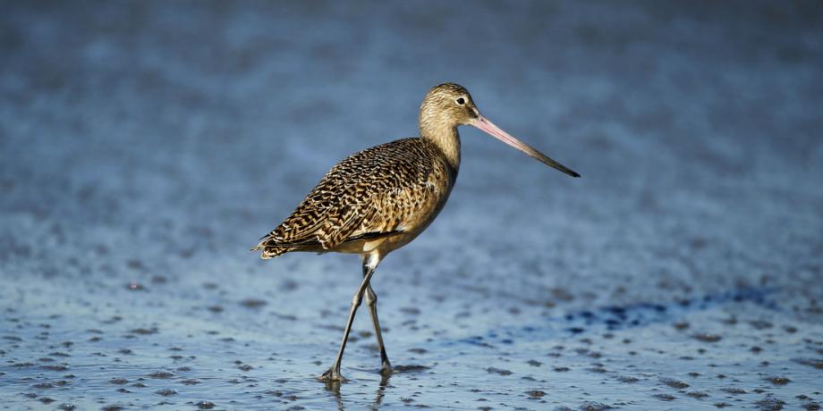 Un ejemplar de Limosa busca comida en las costas del océano Pacífico en California, EE.UU., el 7 de diciembre de 2011.