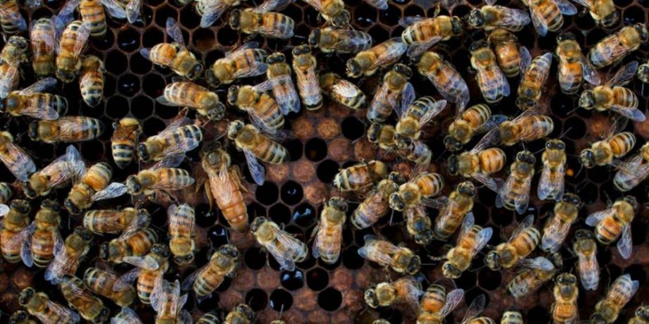 Científicos lograron por primera vez hacer una cartografía de la distribución de las 20.000 especies de abejas que existen en el planeta