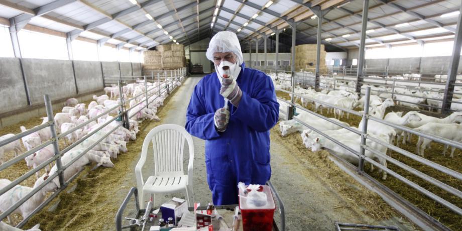 Un veterinario prepara una jeringa para inyectar un sedante a las cabras de una granja en Vinkel, Países Bajos, el 21 de diciembre de 2009.