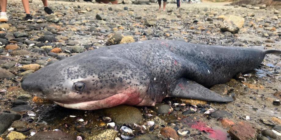 Tiburón capturado por un grupo de personas en la región chilena de Los Lagos.