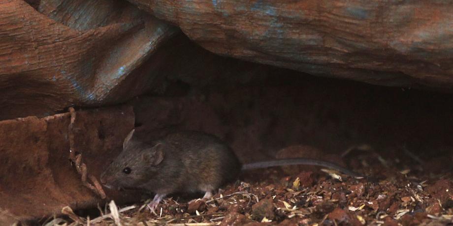 Un ratón en una granja cerca de Parkes, Nueva Gales del Sur, Australia