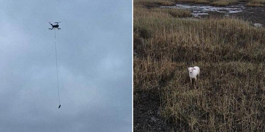 La salchicha atada a un dron y la perra rescatada.