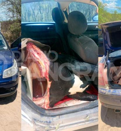 Desarticulación de banda de abigeato tras intensa persecución policial