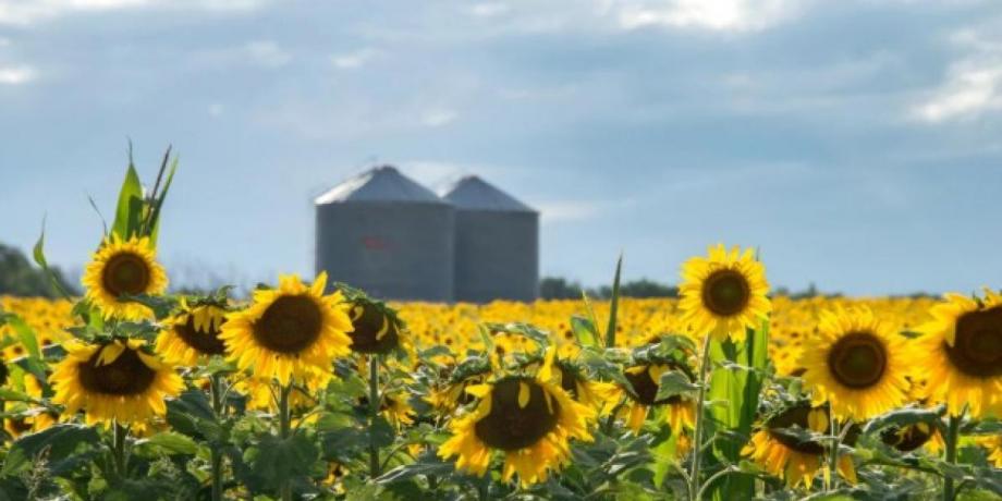 Cortesía de elliberal