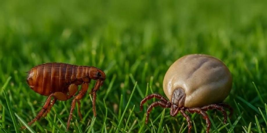 Cortesía de minutoneuquen