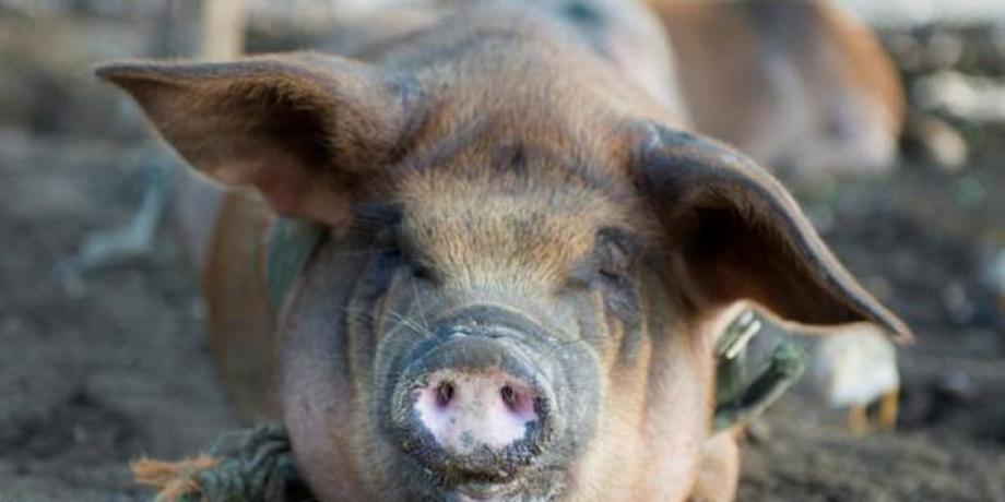 Foto: Gentileza diariopanorama