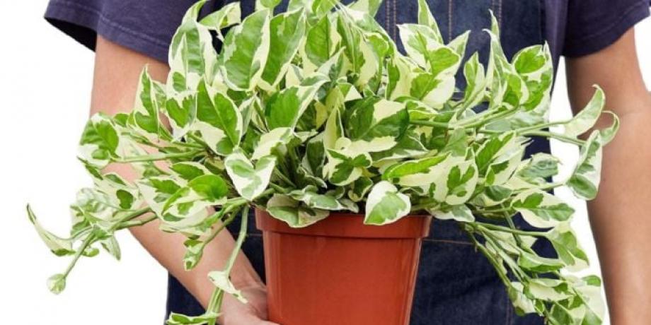 Cortesía de minutoneuquen