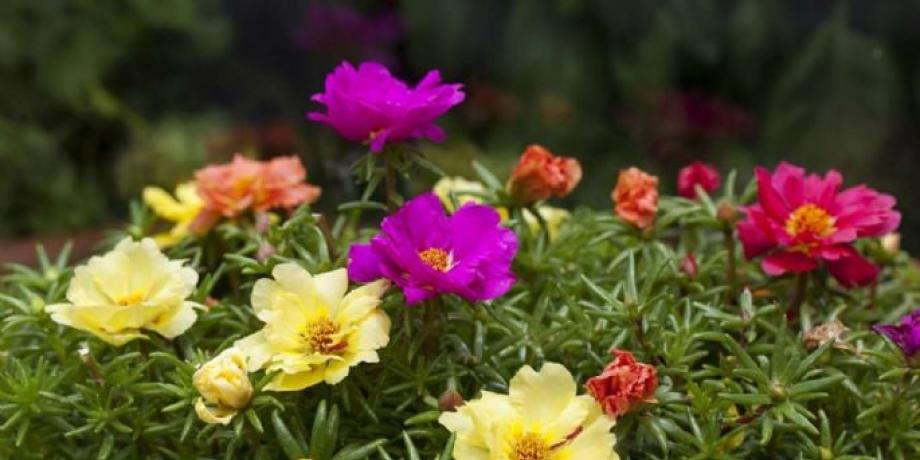 Cortesía de minutoneuquen