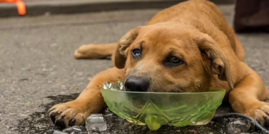 Cortesía de minutoneuquen