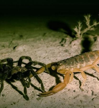 Alerta por aumento de arañas venenosas y escorpiones en Las Termas de Río Hondo