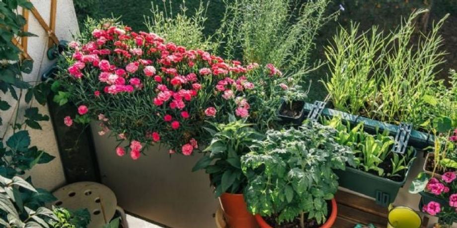 Cortesía de minutoneuquen