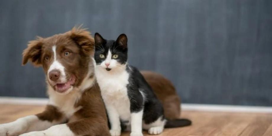 Cortesía de minutoneuquen