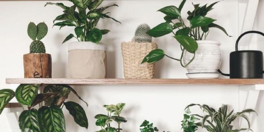 Cortesía de minutoneuquen