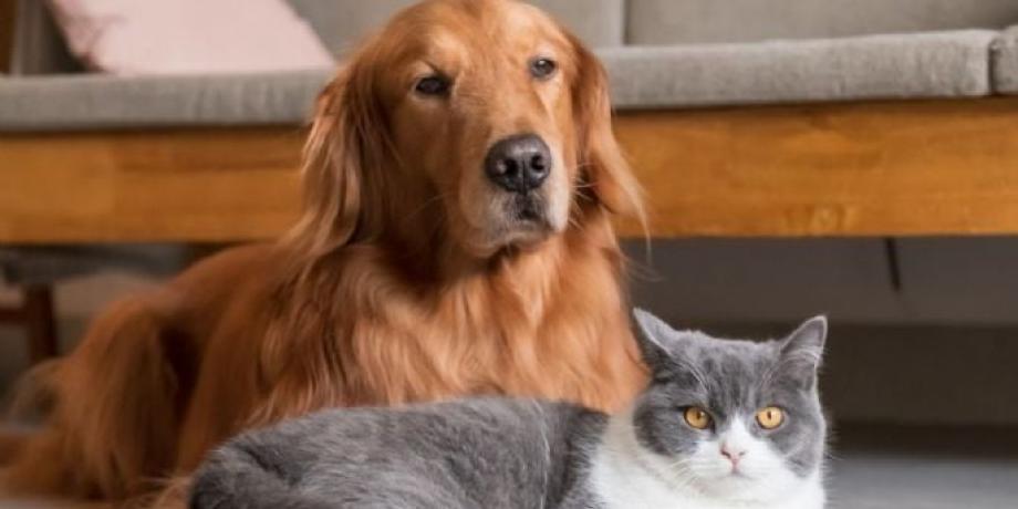 Cortesía de minutoneuquen