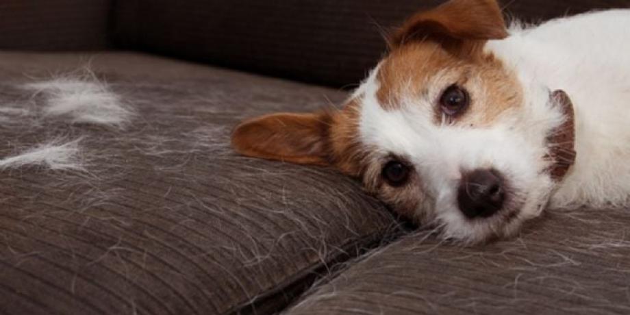 Cortesía de minutoneuquen