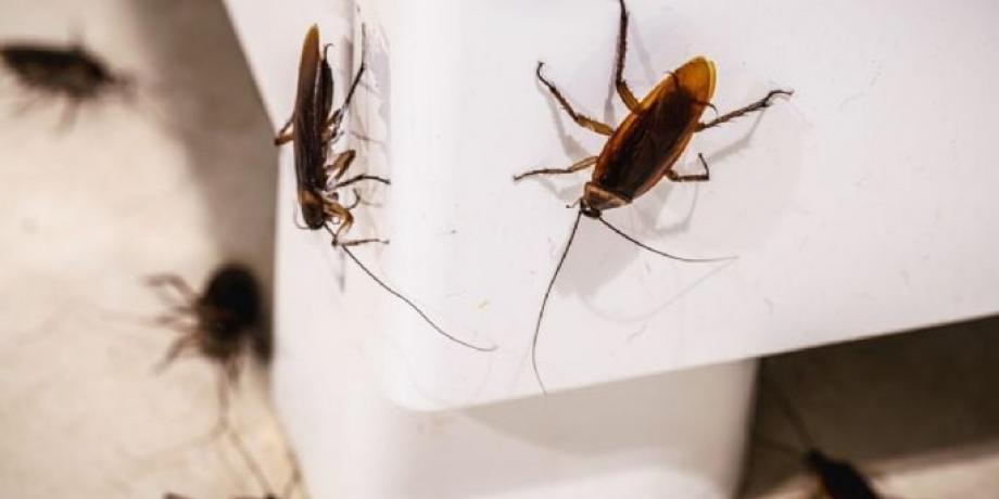 Cortesía de minutoneuquen