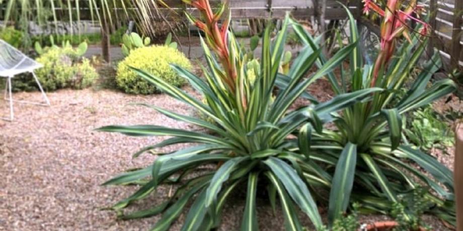 Cortesía de minutoneuquen