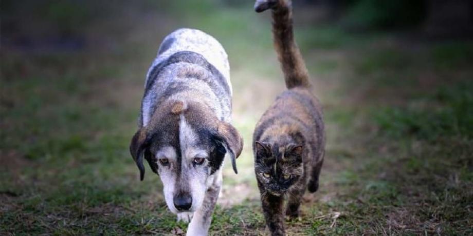 Cortesía de minutoneuquen