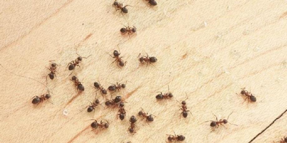 Cortesía de minutoneuquen