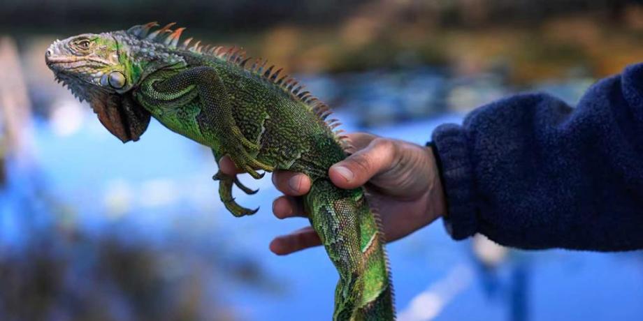 Cortesía de diariopanorama