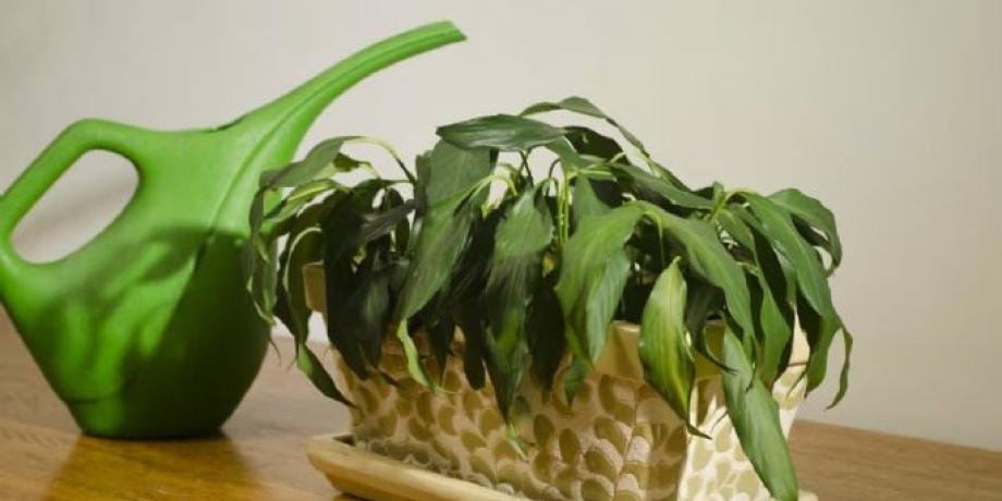 Cortesía de minutoneuquen