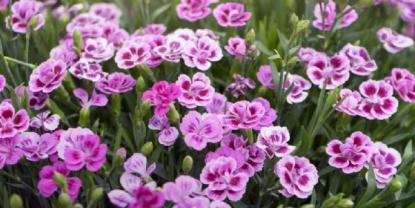 Anturio Rojo: La Planta Ideal para Regalar en San Valentín 2026