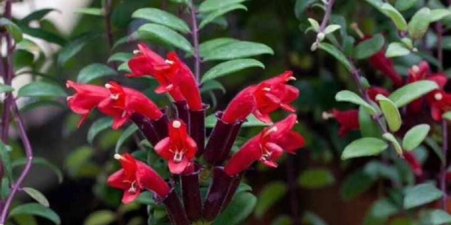 Cortesía de minutoneuquen