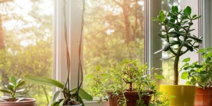 Plantas de interior resistentes que requieren escaso riego