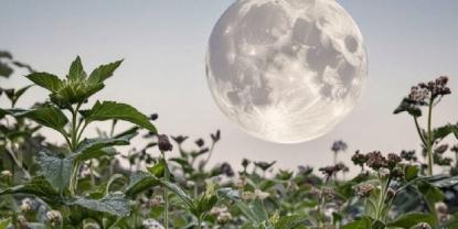 Optimización del Cultivo: Utiliza el Calendario Lunar para Plantas Saludables