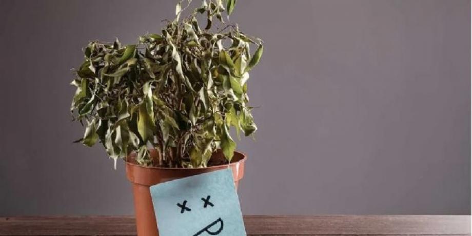 Cortesía de minutoneuquen