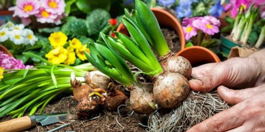 Cortesía de minutoneuquen