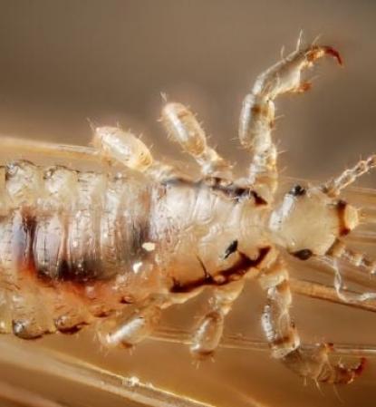 Piojos en el Regreso a Clases: Prevención y Tratamientos Efectivos