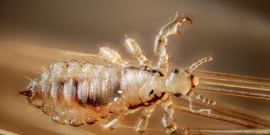 Cortesía de minutoneuquen