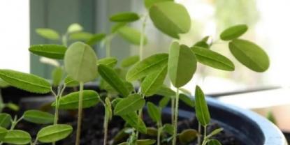 Descubre la fascinante planta que reacciona al sonido y la luz