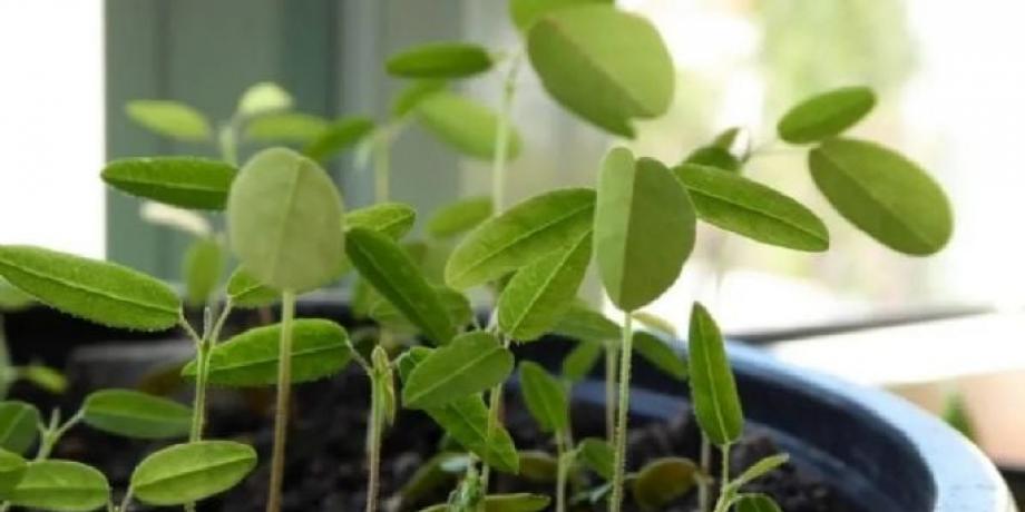 Cortesía de minutoneuquen