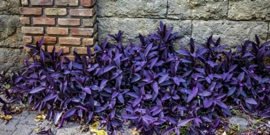 Cortesía de minutoneuquen