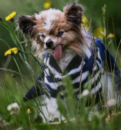 Fallece Lazare, el perro más longevo del mundo con 30 años
