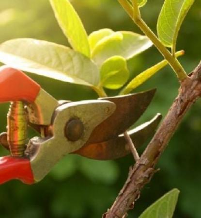 Gardenias: la planta ideal para aromatizar y embellecer interiores en invierno