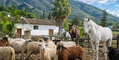 Convocatoria de Voluntariado en Fuerteventura para el Cuidado de Animales